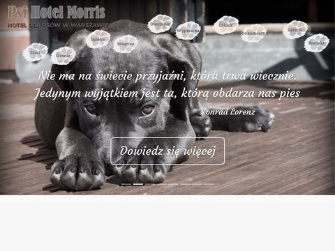 Psihotelmorris.pl hotel dla zwierząt