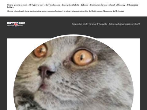 Brytyjskie.com.pl hodowla kotów Van den Booss