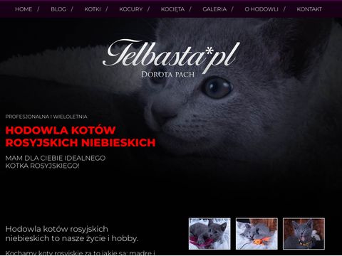 Telbasta.pl hodowla kotów rosyjskich niebieskich