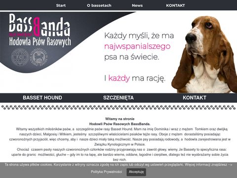 Bassbanda - hodowla psów rasy basset hound
